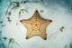 West Indian Starfish Seafloor Wall Decal Design 3