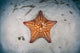 West Indian Starfish Seafloor Wall Decal Design 2