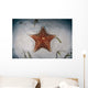 West Indian Starfish Seafloor Wall Decal Design 1
