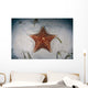 West Indian Starfish Seafloor Wall Decal Design 1