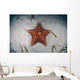 West Indian Starfish Seafloor Wall Decal Design 1