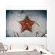 West Indian Starfish Seafloor Wall Decal Design 1