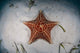 West Indian Starfish Seafloor Wall Decal Design 1