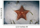 West Indian Starfish Seafloor Wall Decal Design 1