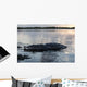 Large American Crocodile Surfaces Wall Decal Design 1