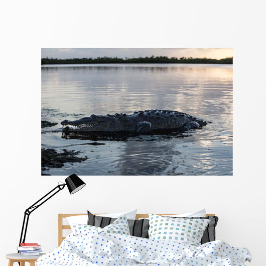 Large American Crocodile Surfaces Wall Decal Design 1