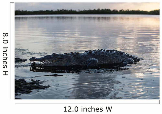 Large American Crocodile Surfaces Wall Decal Design 1