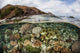 Beautiful Reef Grows Komodo Wall Decal Design 3