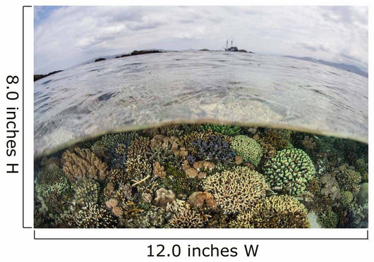 Beautiful Reef Grows Komodo Wall Decal Design 2