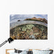 Beautiful Reef Grows Komodo Wall Decal Design 1