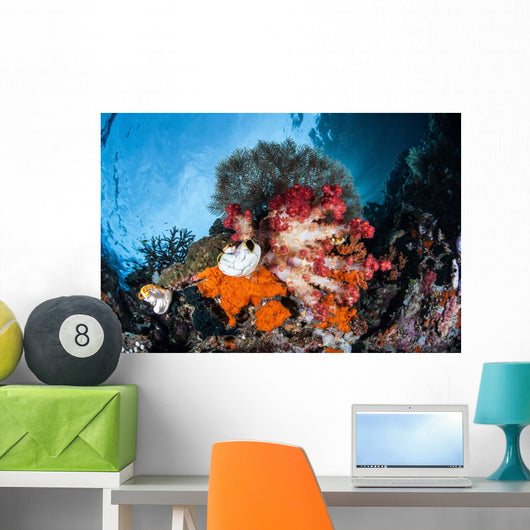 Colorful Soft Corals Grow Wall Decal Design 4