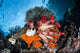 Colorful Soft Corals Grow Wall Decal Design 4