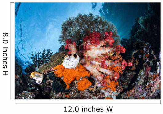 Colorful Soft Corals Grow Wall Decal Design 4