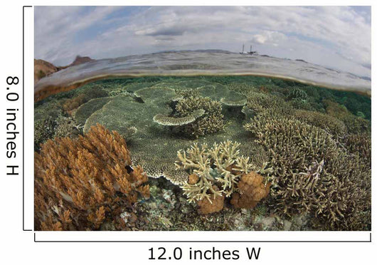 Beautiful Reef Grows Komodo Wall Decal Design 2