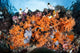 Colorful Soft Corals Grow Wall Decal Design 3