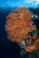 Colorful Gorgonian Grows Reef Wall Decal