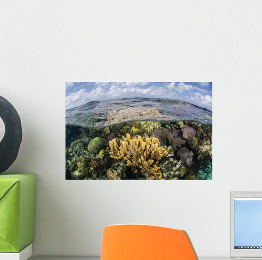 Gorgonians and Reef-building Corals Wall Decal Design 6