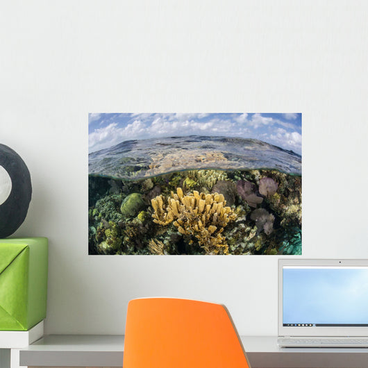 Gorgonians and Reef-building Corals Wall Decal Design 6