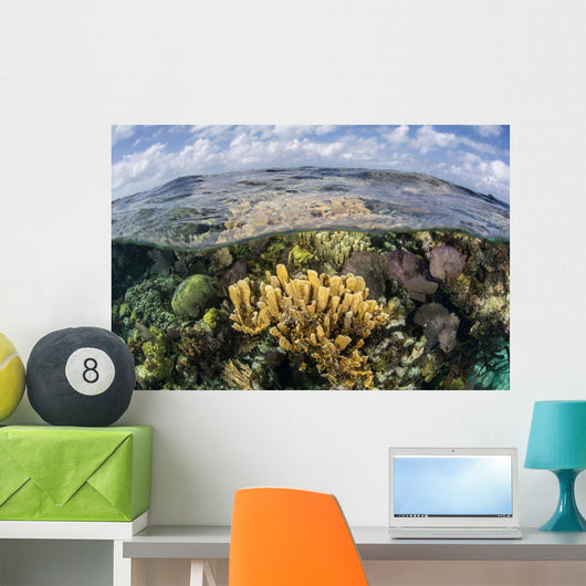 Gorgonians and Reef-building Corals Wall Decal Design 6