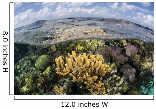 Gorgonians and Reef-building Corals Wall Decal Design 6
