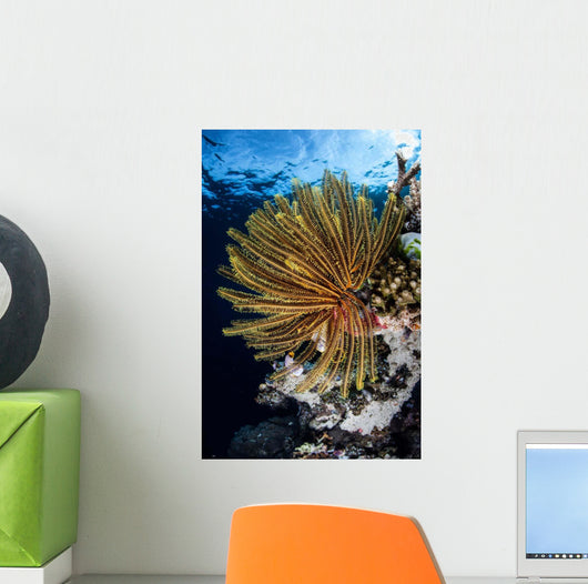 Colorful Crinoid Clings to Wall Decal Design 2