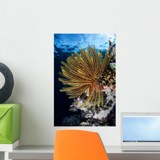 Colorful Crinoid Clings to Wall Decal Design 2