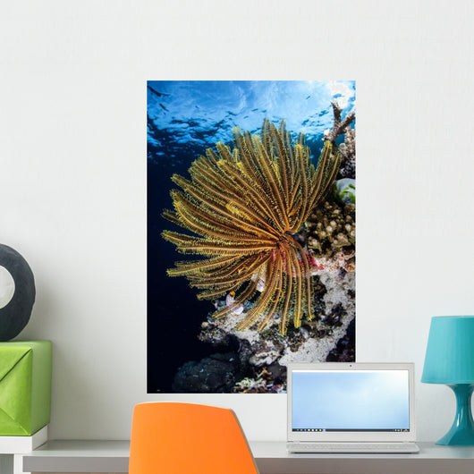 Colorful Crinoid Clings to Wall Decal Design 2