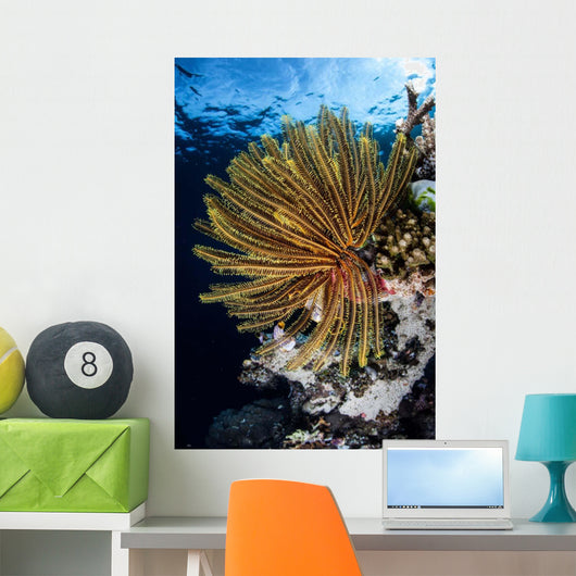 Colorful Crinoid Clings to Wall Decal Design 2