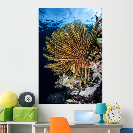 Colorful Crinoid Clings to Wall Decal Design 2