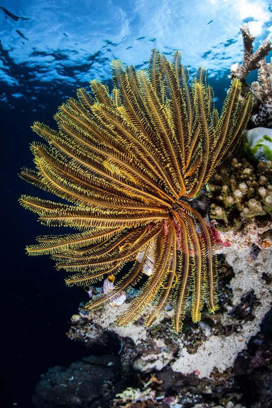 Colorful Crinoid Clings to Wall Decal Design 2