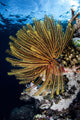 Colorful Crinoid Clings to Wall Decal Design 2