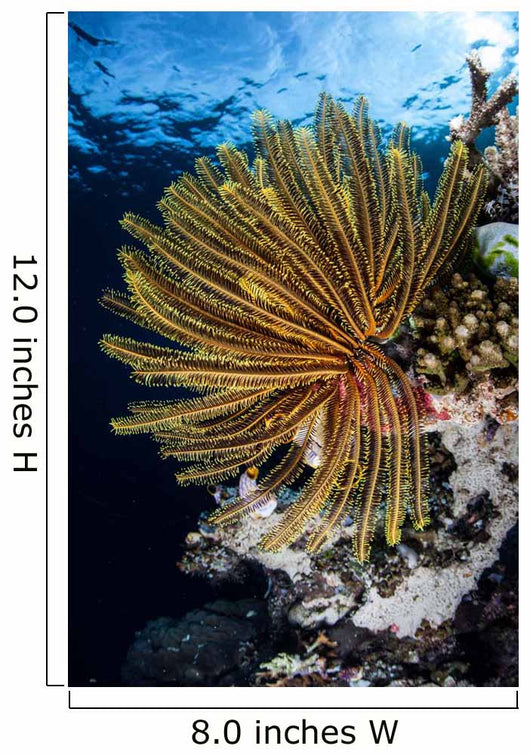Colorful Crinoid Clings to Wall Decal Design 2