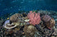 Diverse Array Corals Grow Wall Decal Design 3