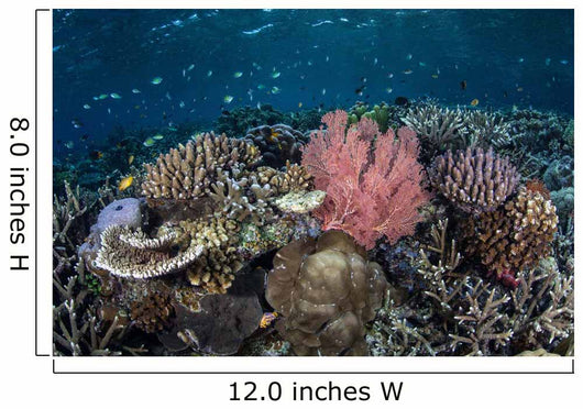 Diverse Array Corals Grow Wall Decal Design 3