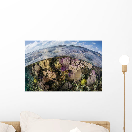Gorgonians and Reef-building Corals Wall Decal Design 5