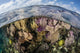 Gorgonians and Reef-building Corals Wall Decal Design 5