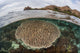 Beautiful Reef Grows Komodo Wall Decal Design 1