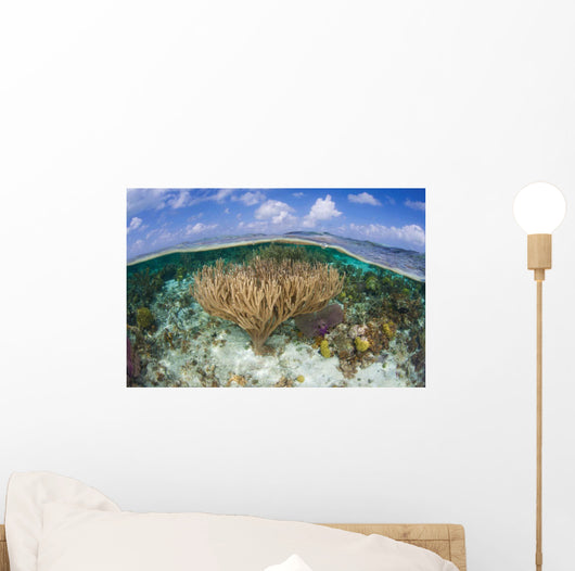 Gorgonians and Reef-building Corals Wall Decal Design 4