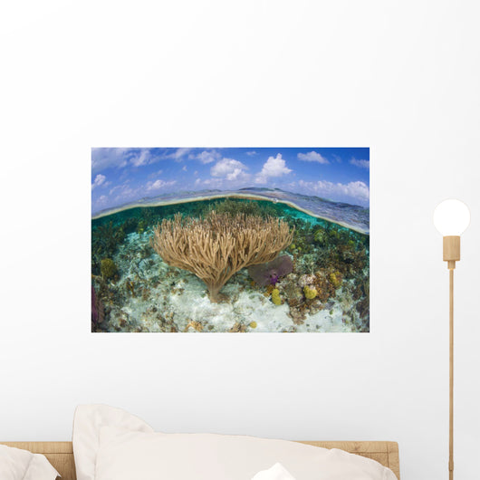 Gorgonians and Reef-building Corals Wall Decal Design 4