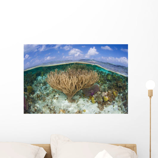 Gorgonians and Reef-building Corals Wall Decal Design 4