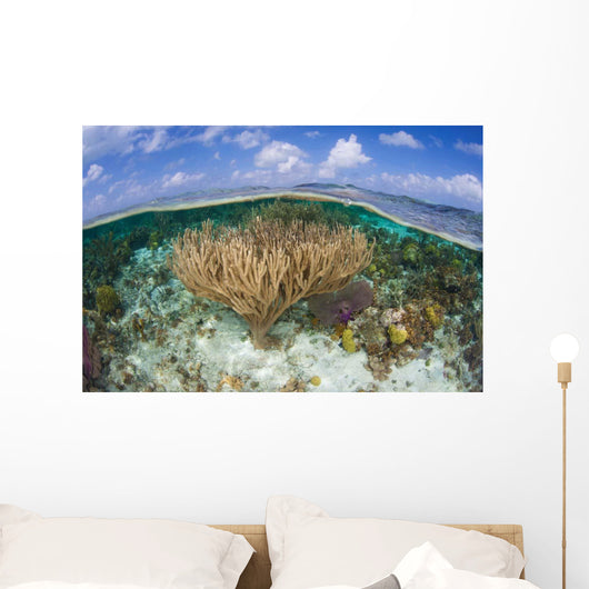 Gorgonians and Reef-building Corals Wall Decal Design 4