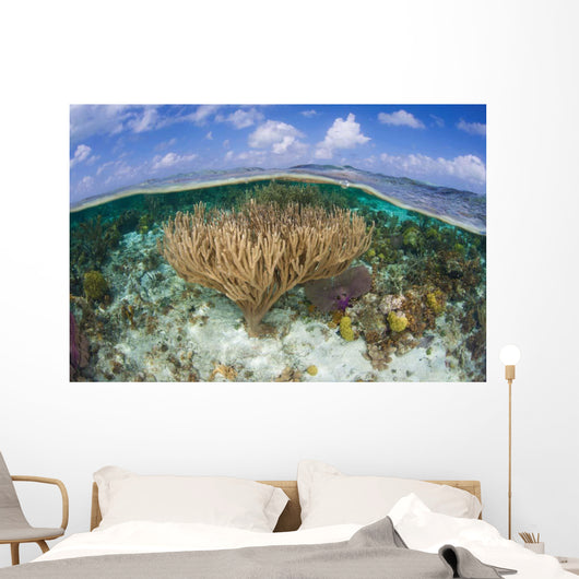 Gorgonians and Reef-building Corals Wall Decal Design 4