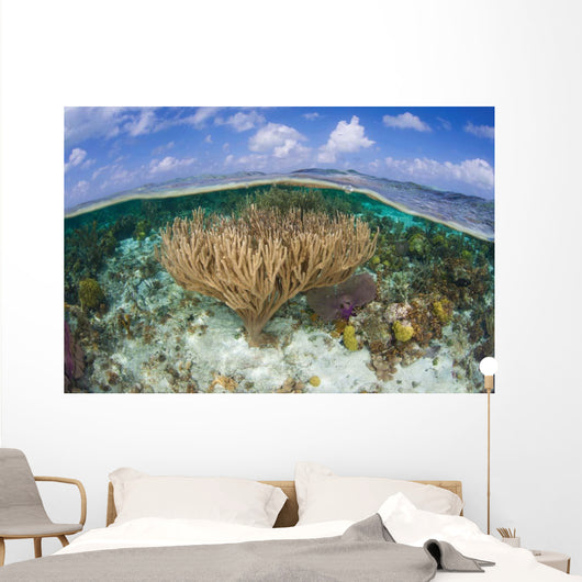 Gorgonians and Reef-building Corals Wall Decal Design 4