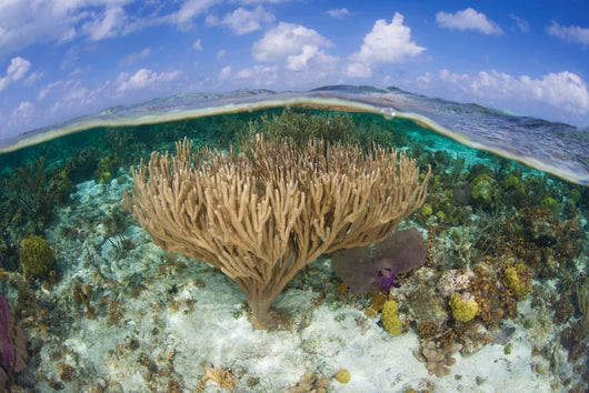 Gorgonians and Reef-building Corals Wall Decal Design 4