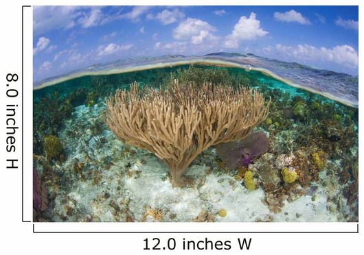 Gorgonians and Reef-building Corals Wall Decal Design 4