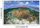 Gorgonians and Reef-building Corals Wall Decal Design 4