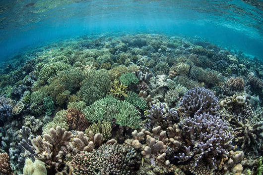 Diverse Array Corals Grow Wall Decal Design 2