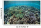 Diverse Array Corals Grow Wall Decal Design 2
