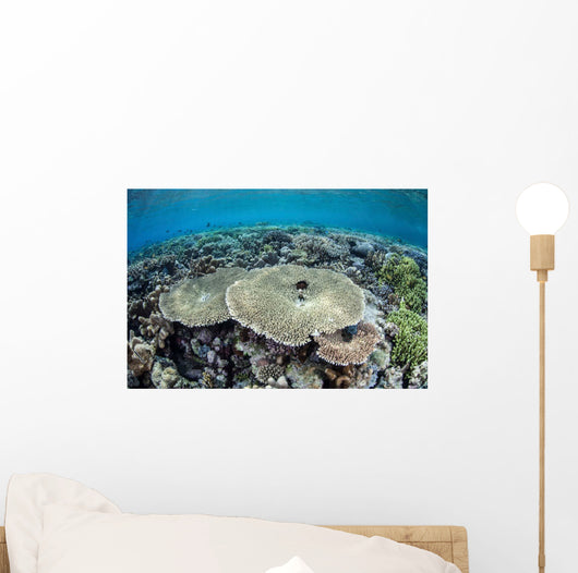 Diverse Array Corals Grow Wall Decal Design 1