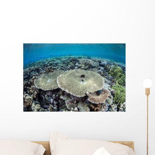 Diverse Array Corals Grow Wall Decal Design 1